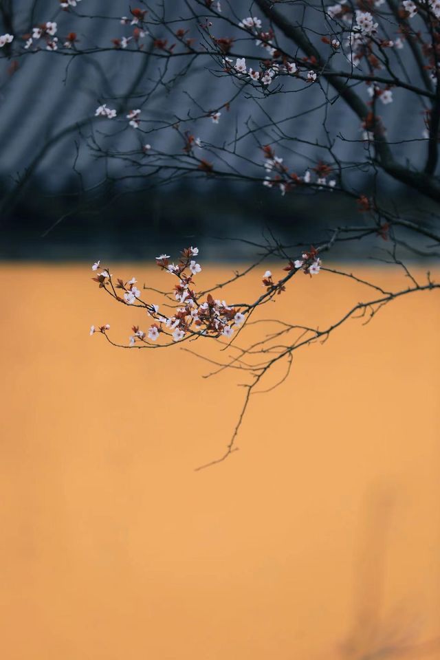 春季追花之旅|泰州萬竹園紫葉李