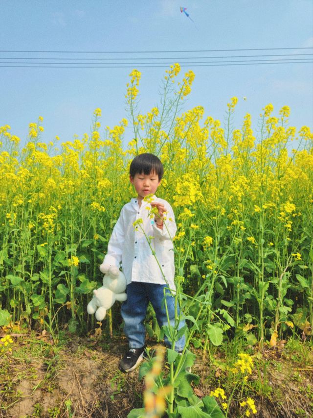 春天總不能忘記那片油菜花田