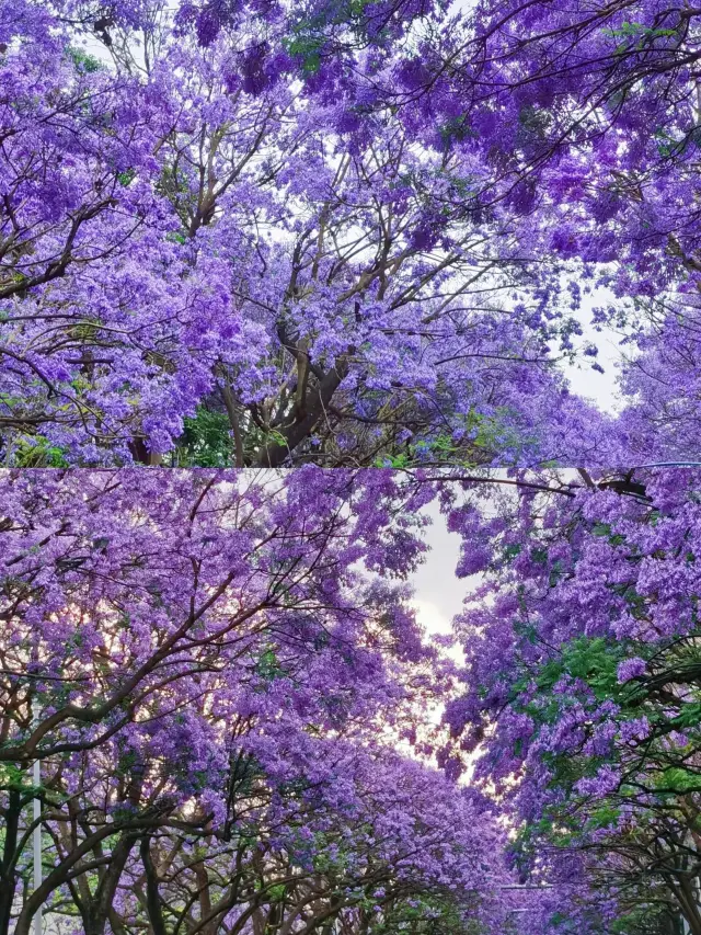 If you come to Yunnan in April or May, you must not miss the Jacaranda in Kunming