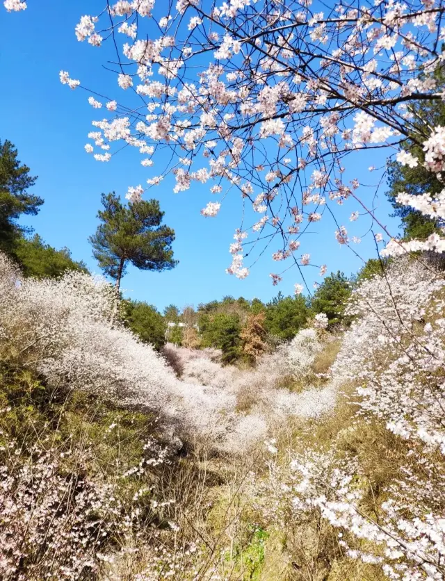 Over 3,200 acres of wild cherry blossoms are blooming competitively in Qingliangzhai, Wuhan