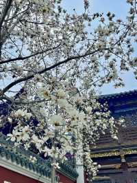 長春觀玉蘭花～我幫你們去看了！
