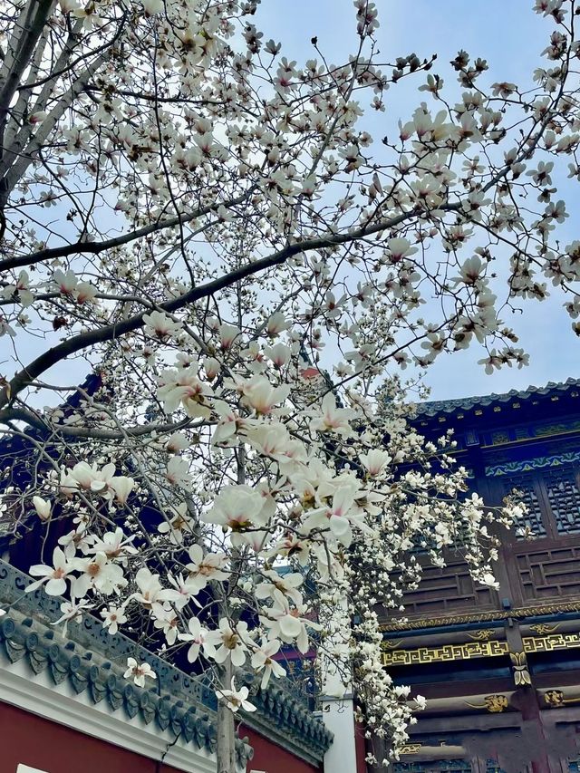 長春觀玉蘭花～我幫你們去看了！