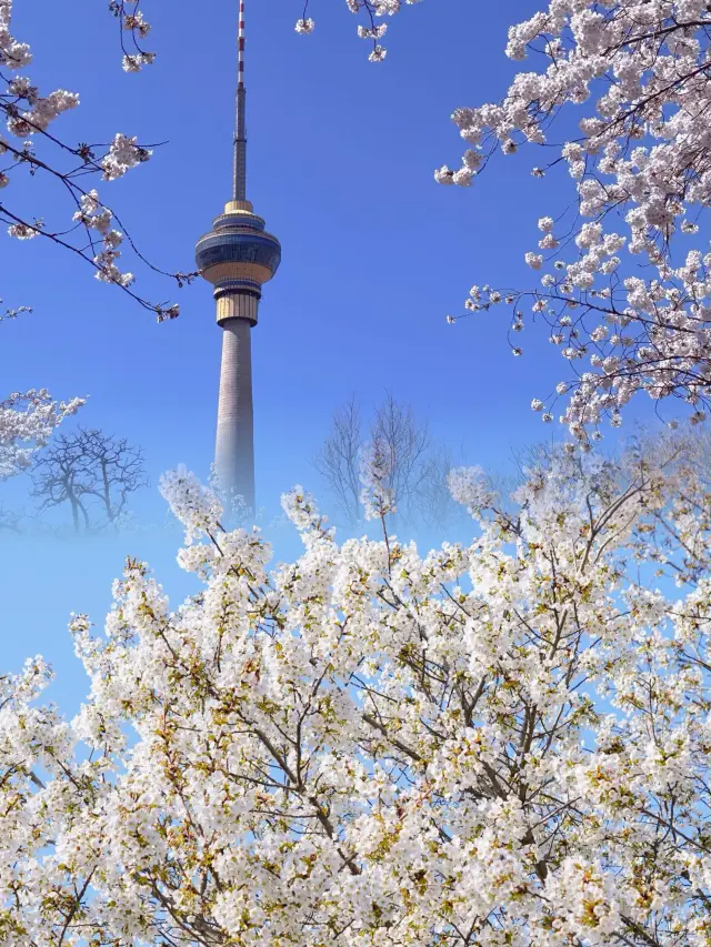 Experience the Magic of Cherry Blossoms! Explore Yuyuantan Park: Best Tour Routes and Photography Tips All in One