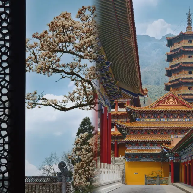 Stop crowding around Faxi Temple, the century-old magnolias at Chan Yuan Temple are in full bloom