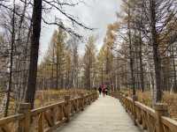 阿爾山國家森林公園