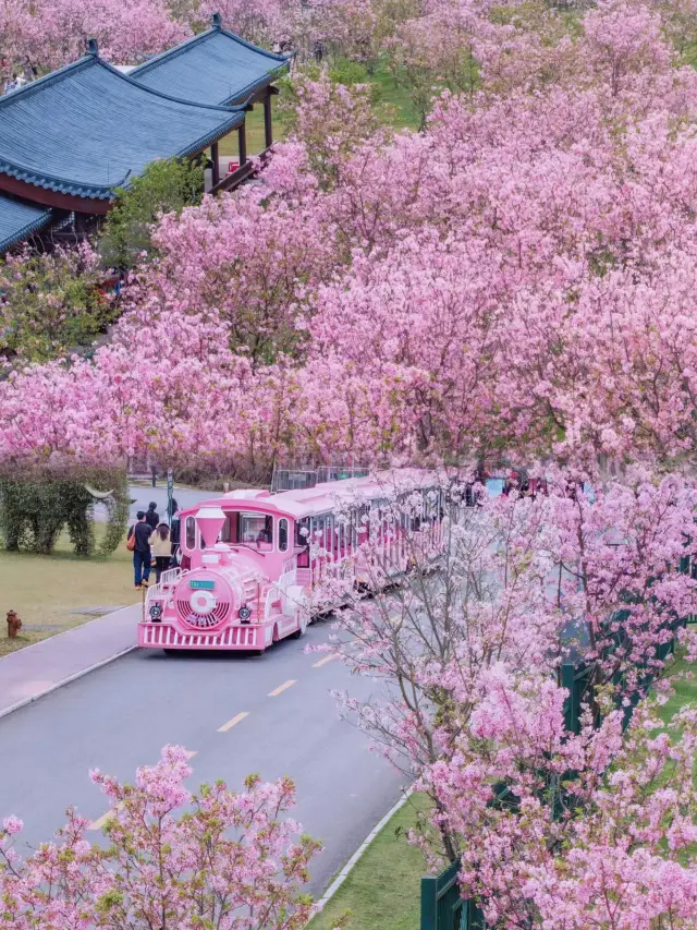 Cherry blossoms that belong to Guangxi