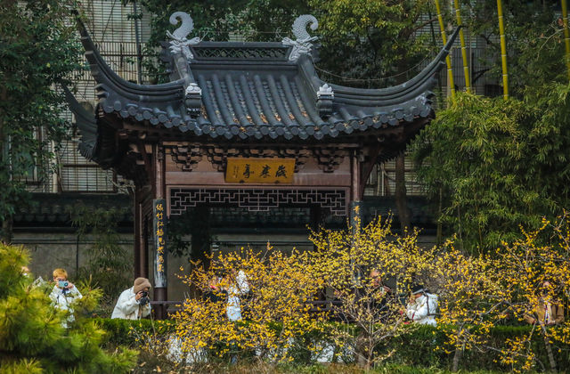 初春不容錯過的瞻園蠟梅，點點鵝黃春意暖