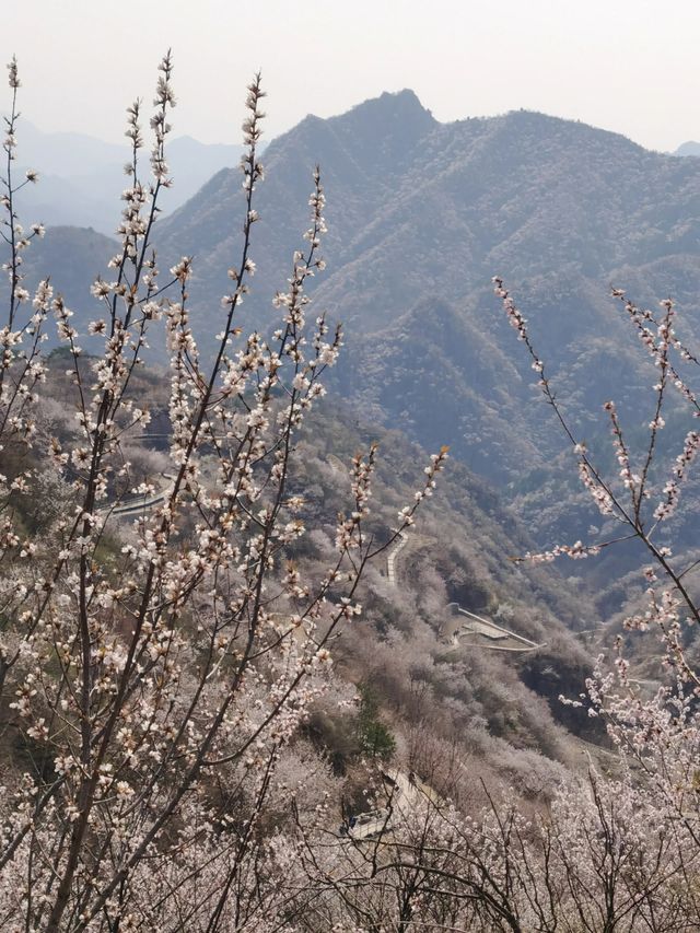 湖門村漫山桃花朵朵開！！