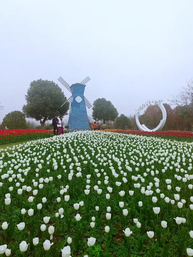 Free to enjoy, the tulips at Qinghe Park in spring are breathtakingly beautiful