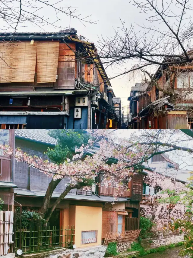 Kyoto's most beautiful flower street - Gion - the filming location of "Memoirs of a Geisha"