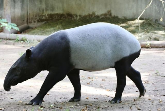 馬來遛娃好去處——新山動物園