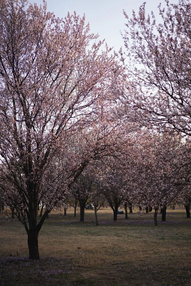 鄭州春日最美花林露營地