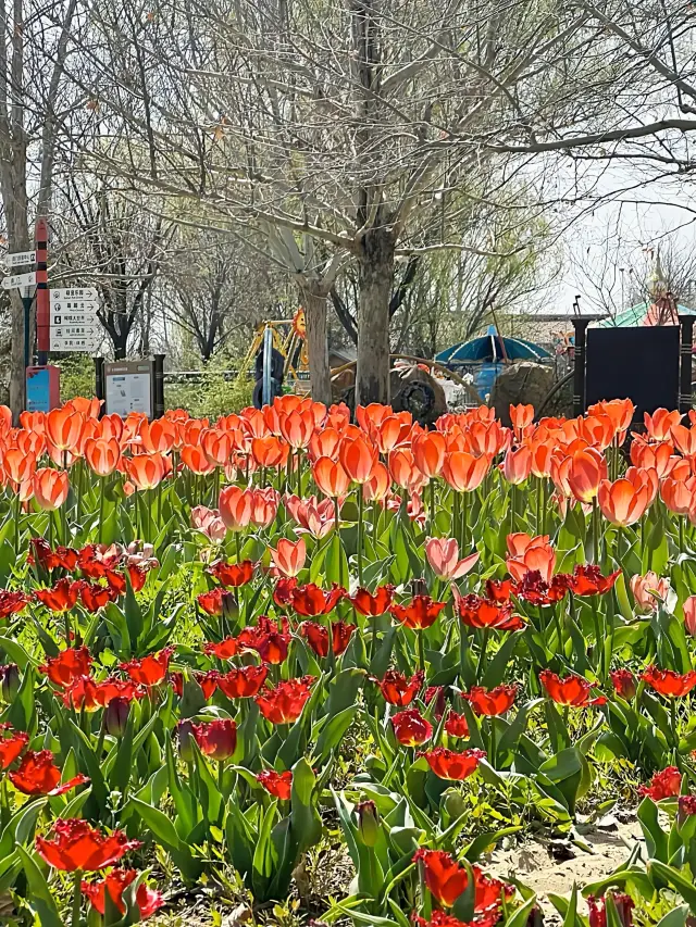 The Romance of Spring | Tulip Flower Sea