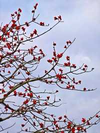 花城尋花記｜去0元小眾賞花地拾一袋紅木棉回家煲湯