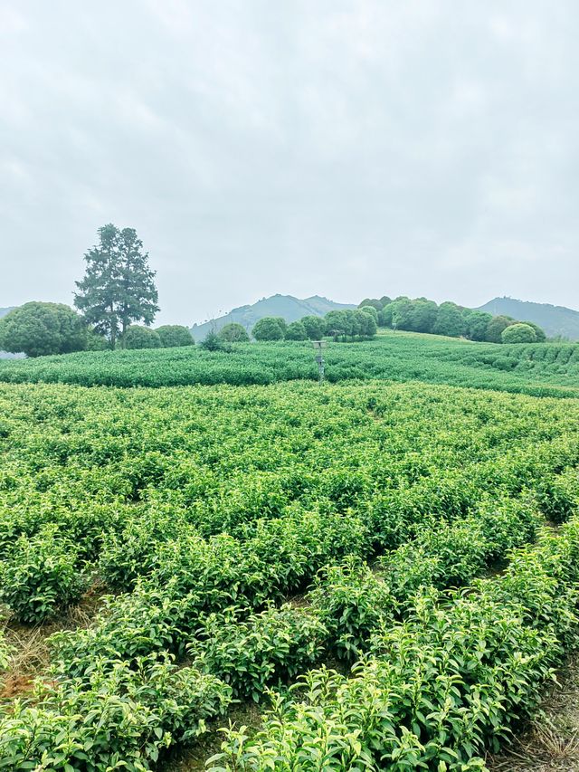 安吉白茶觀景平台，茶海山嶺絕美交匯