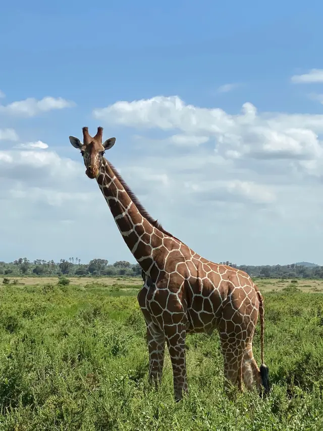 Are you ready to explore the unique charm of Kenya?