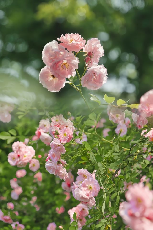 四月的杭州‖蔷薇就是春日浪漫天花板～