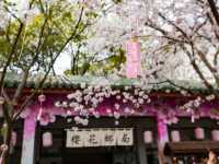 Cherry Blossom Splendor in Wuxi, Jiangsu 🌸🏞️