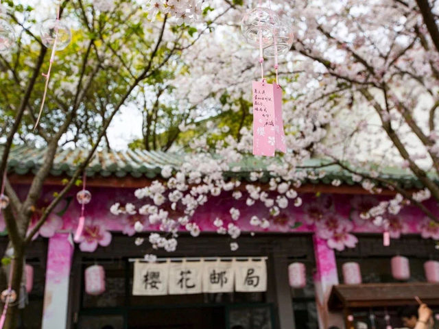 Cherry Blossom Splendor in Wuxi, Jiangsu 🌸🏞️