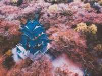 Cherry Blossom Splendor in Wuxi, Jiangsu 🌸🏞️