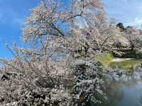 賞櫻天花板，看心形櫻花