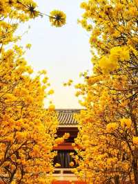 🌼🏛️ Yellow Beauty at Guangxiao Temple 🌿🌼