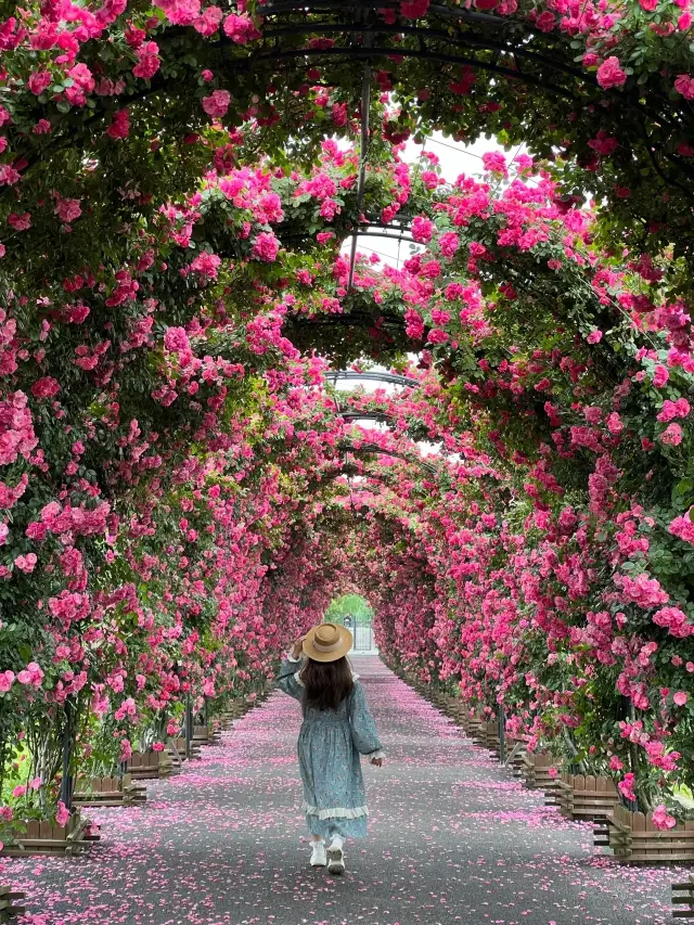 Live| You must come here in Shanghai! The rose tunnel is as beautiful as a fairy tale