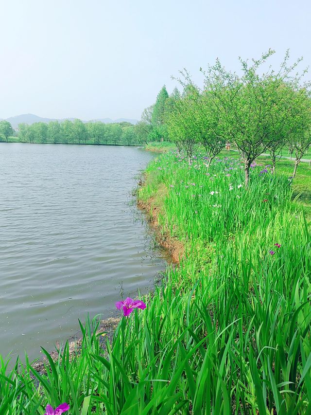 義烏植物園，草木欣然，鳶尾盛開