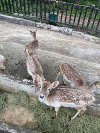 貴陽森林野生動物園一日遊