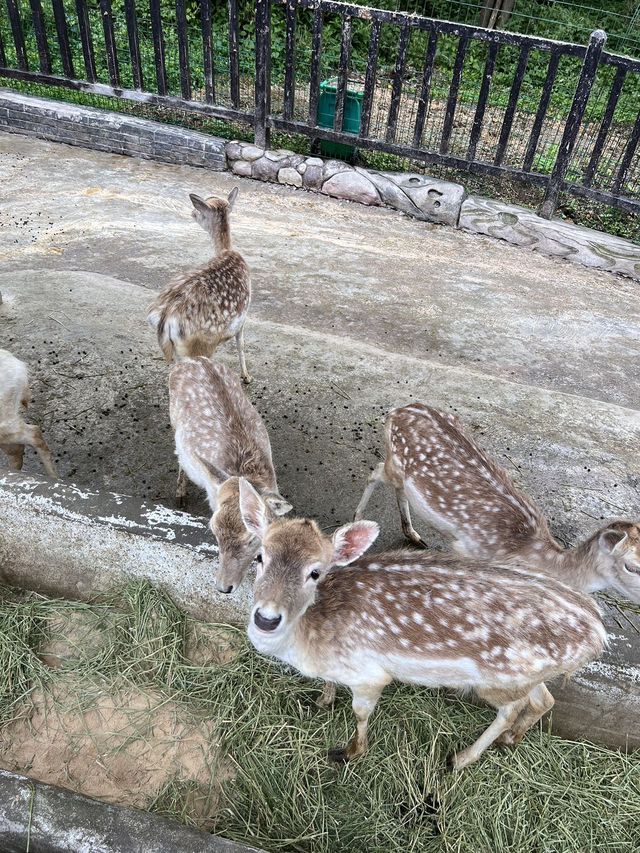 貴陽森林野生動物園一日遊