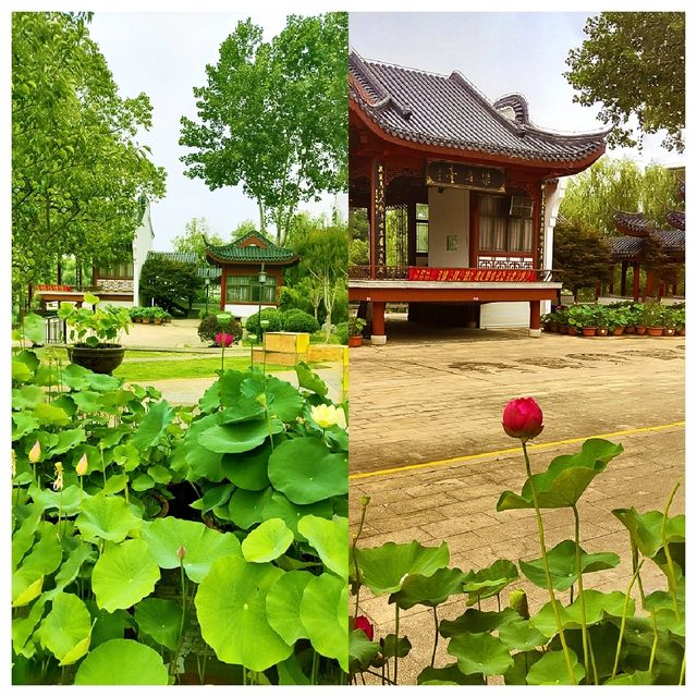 位於市中心城區（二環線內）的“世外桃源”——沙湖公園，賞荷賞景的天花板