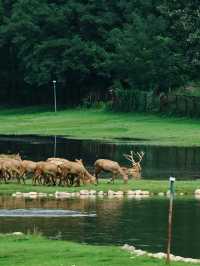 北京｜南海子公園再見成群麋鹿依然震撼