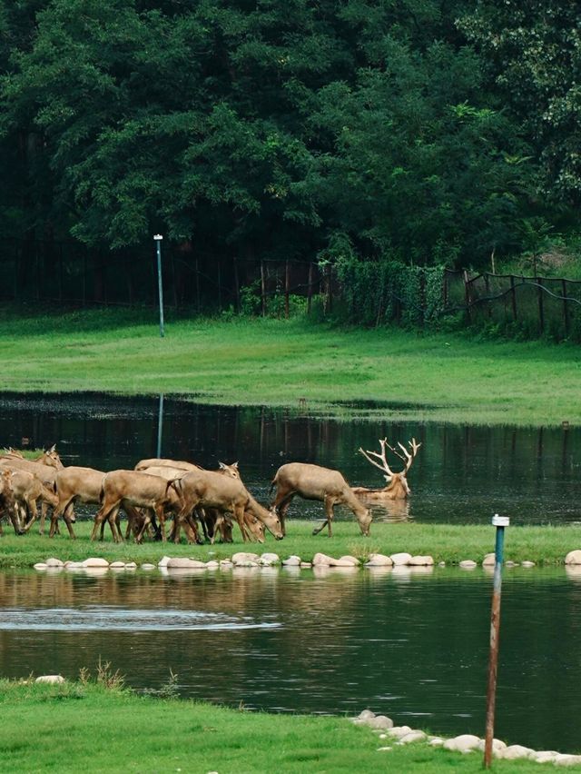 北京｜南海子公園再見成群麋鹿依然震撼