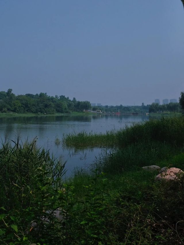 鄭州這個新開放的濕地公園簡直贏麻了。