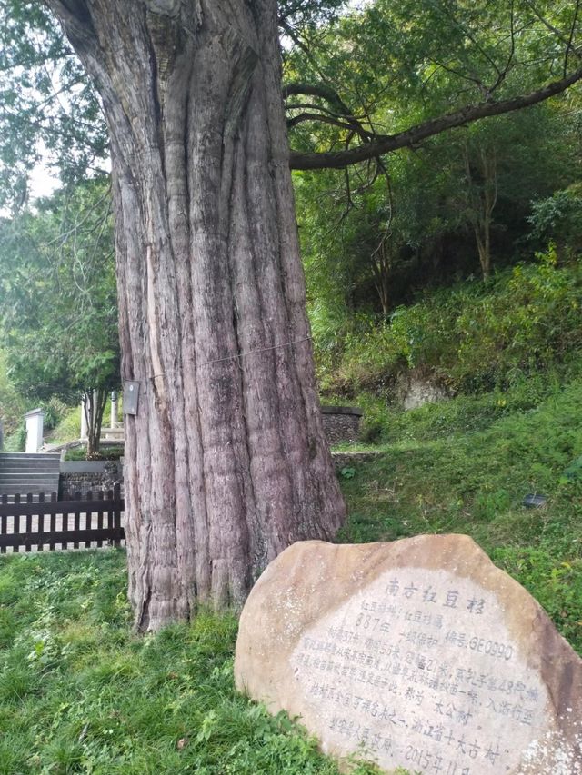 浙江古村落自駕遊~榉溪村 榉溪村位於浙江省金華市磐安縣南部，地處大盤山腹地，距離縣城安文38公里，榉溪。