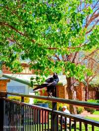 Hunter Valley Garden 猎人谷花園。