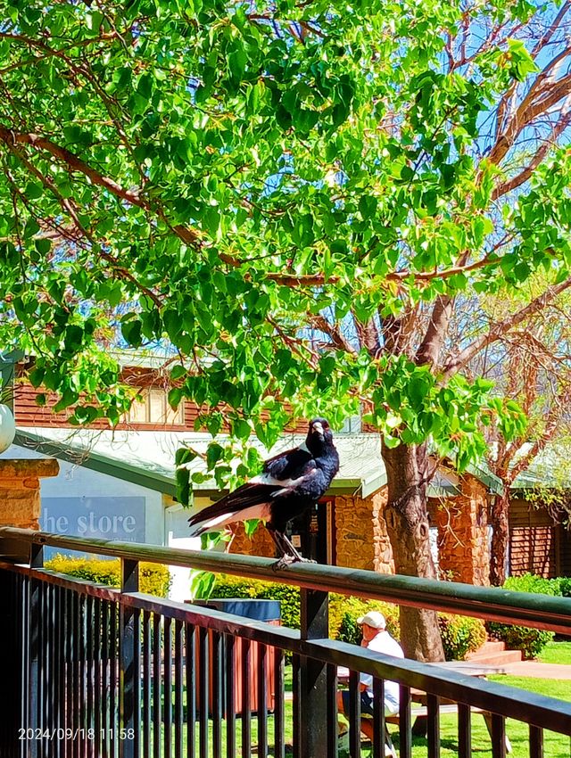 Hunter Valley Garden 猎人谷花園。