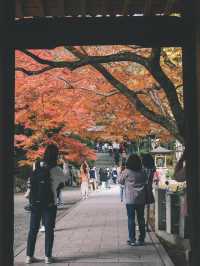 佐贺九年庵与大兴善寺：历史与自然的静谧对话。