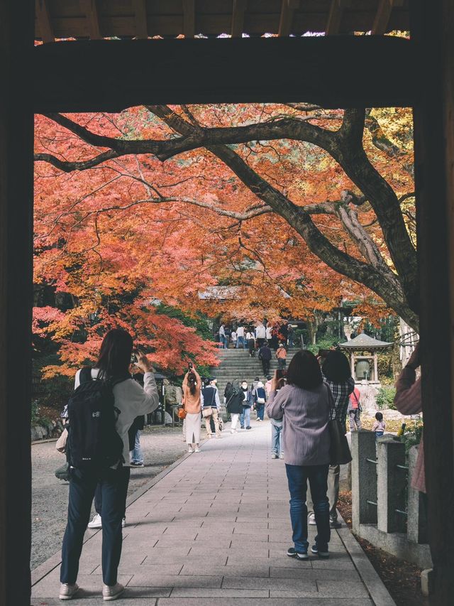 佐贺九年庵与大兴善寺：历史与自然的静谧对话。
