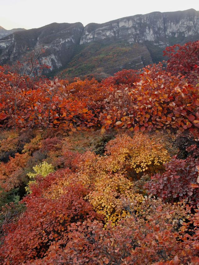 快來藥王谷看紅葉了，太美了吧。