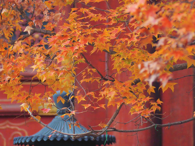 北京香山公園 | 10月必去出遊地。