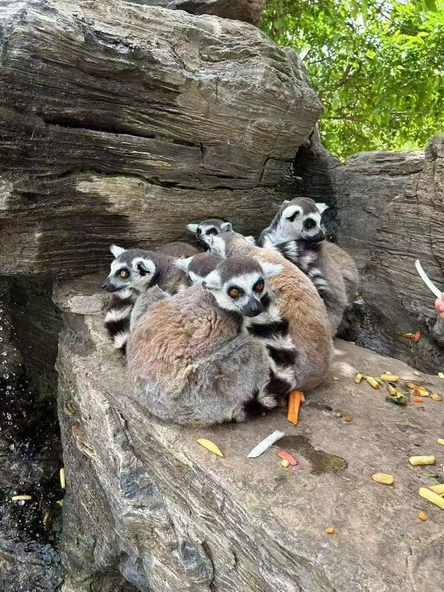 秦皇島野生動物園｜秋天必去遊玩好地方。