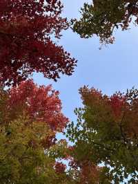 西安｜聽說雁南公園的楓葉都紅了。