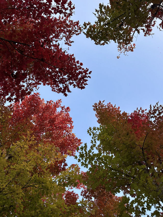西安｜聽說雁南公園的楓葉都紅了。