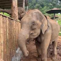 코끼리를 만날 수 있는 이색 카페 🐘☕️