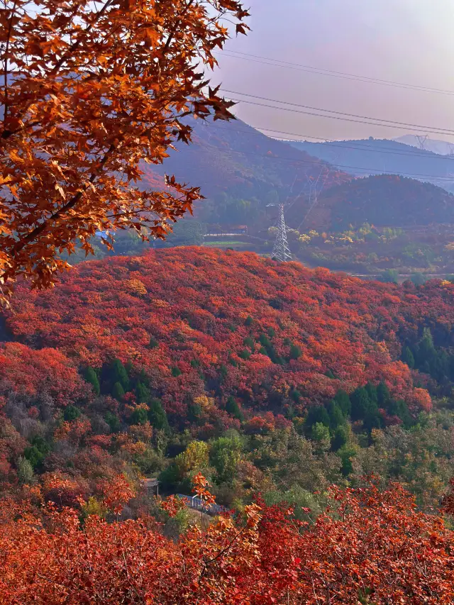 Beijing | The most beautiful free place to see maple leaves. 