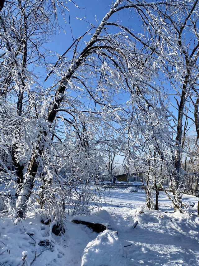 松花湖滑雪場｜滑雪⛷️看霧淞一次get!