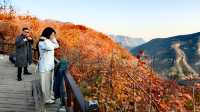 紅葉染盡「坡峰嶺」。