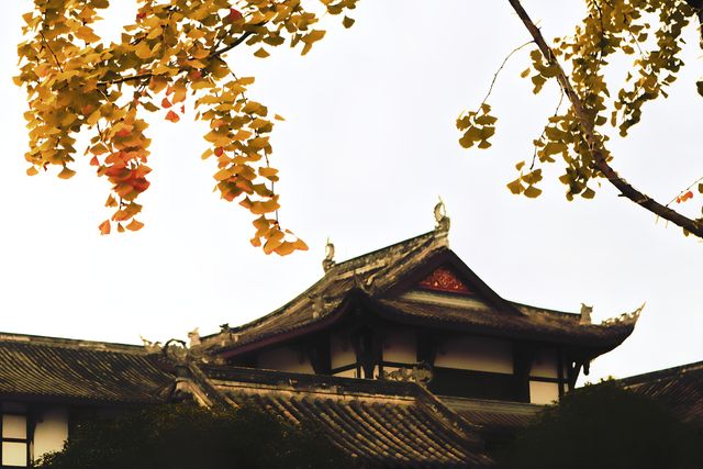 成都太古里字庫塔賞銀杏。