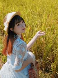 風吹稻浪｜跟着周董好的《稻香》我去了趟從化。